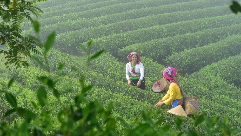 Coffee Plantation Tours