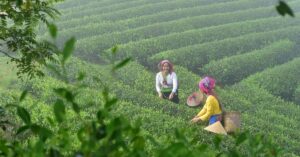 Coffee Plantation Tours